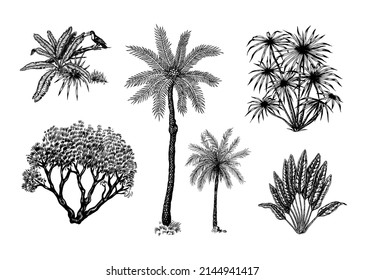 Exotic plants. Toucan bird. Banana and agave and succulent. Tropical trees. Eastern landscape. Exotic nature. Linear Jungle. Hand drawn sketch in vintage style.