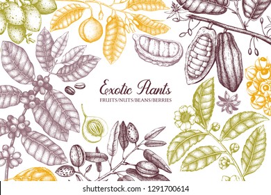 Exotic plants vector design. Hand drawn spices, fruits, beans, nuts, seeds, flowers, leaves illustrations. Vintage frame with botanical elements. Food and drinks ingredients.