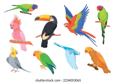 Exotic pretty parrots. Cartoon parrot of tropical brazil amazon jungle, hawaii island birds fly lorikeets cockatoos macaw sitting toucan with beak feathers neat vector illustration of birds hawaiian