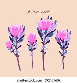 Exotic protea flowers