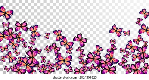 Mariposas exóticas púrpuras aisladas fondo vectorial. Verano adorables insectos. Mariposas detalladas aisladas de papel pintado de ensueño. Diseño gráfico de las polillas de las alas delgadas. Criaturas tropicales.
