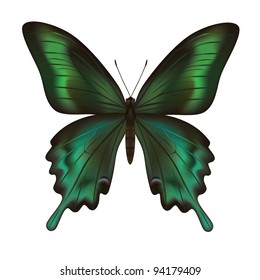 Exotic realistic green butterfly isolated on white background. Vector illustration