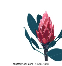 Exotic red protea flower elegant card. A summer decorations. Vector illustration.