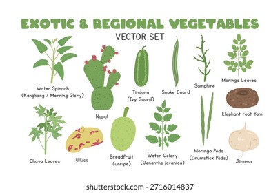Exotic and Regional Vegetables Vector Illustration Set, Cartoon Clipart Set in Flat Style. Water Spinach, Nopal, Tindora, Snake Gourd,  Samphire, Moringa Leaves, Chaya Leaves, Ulluco, Breadfruit, Water Celery, Moringa Pods, Jicama, Flat Vector Design