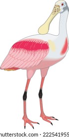 Exotic Roseate Spoonbill Vector Illustration