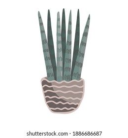 Exotic sansevieria cylindrica in the ceramic pot isolated on white background. House decorative plant and modern home decor - green snake tongue potted plant. Cartoon hand drawn vector illustration