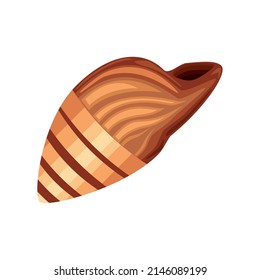 exotic sea shell icon isolated