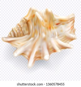 Exotic seashell mollusk on a transparent background. Only vector mesh illustration