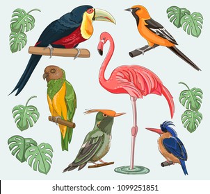 Exotic set birds