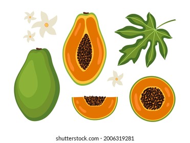 Exotic set of slice, flowers, leaf, whole and half papaya fruit on white background. Organic summer fruit. Trendy vector illustration.	