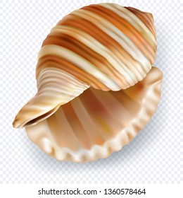 Exotic shell mollusk on a transparent background. Only vector mesh illustration