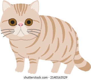 The Exotic Shorthair is a breed of cat developed as a short-haired version of the Persian. They are a flat nose and face with the exceptions of the short dense coat.