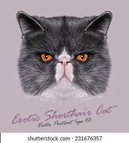 Exotic Shorthair Cat Animal Cute Face. Vector Angry Gray And White Exotic Kitten Head Portrait. Realistic Fur Portrait Of Persian Cooper Eyes Kitty Isolated On Grey Background.