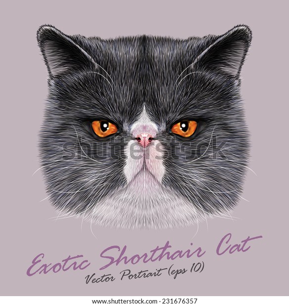 Exotic Shorthair Cat Animal Cute Face Stock Vector Royalty Free