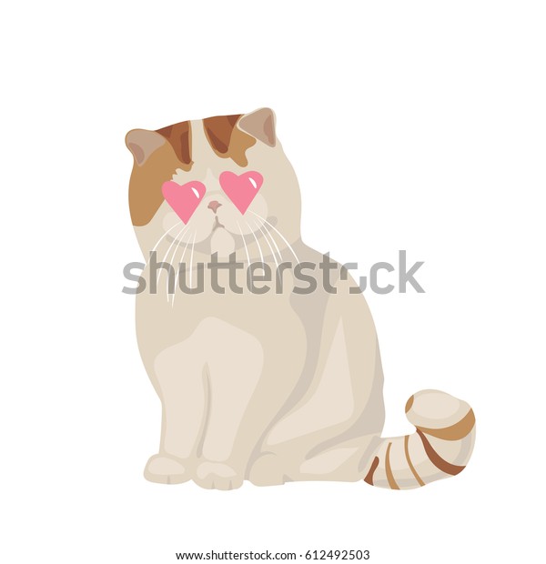 Exotic Shorthair Cat Breed Vector Cute Stock Vector Royalty Free