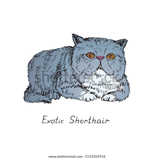 Exotic Shorthair Cat Breeds Illustration Inscription Stock Vector