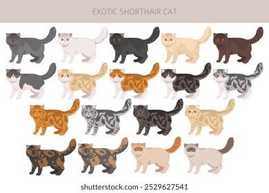 Exotic Shorthair Cat clipart. All coat colors set.  All cat breeds characteristics infographic. Vector illustration