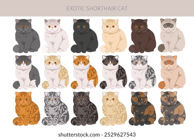 Exotic Shorthair Cat clipart. All coat colors set.  All cat breeds characteristics infographic. Vector illustration