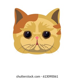 Exotic shorthair kitten in beige color with spots