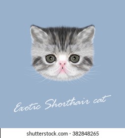 Royalty Free Scottish Fold Cat Stock Images Photos Vectors