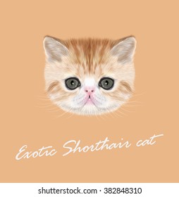 Exotic Shorthair Kitten. Vector Illustrated Portrait of red tabby kitten on orange background.