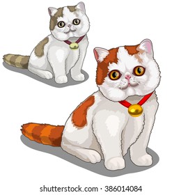 Exotic Shorthaired cat isolated on white background. Vector cartoon close-up illustration.