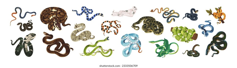 Exotic snakes set. Tropical green bush viper, serpent, cobra, wild anaconda, rainbow boa, mamba, tiger keelback, krait, twisted python. Flat vector illustrations isolated on white background