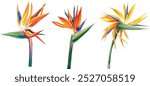 Exotic strelitzia flowers, bird of paradise. Watercolor on white background