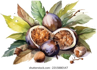 exotic topical nut watercolor white background.