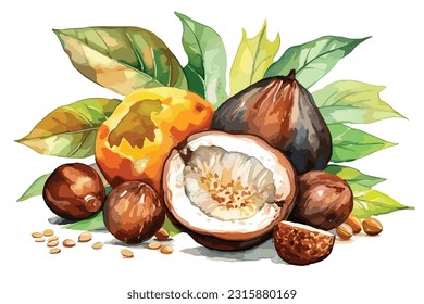 exotic topical nut watercolor white background.