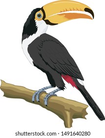 Exotic toucan bird in natural setting, on the branch