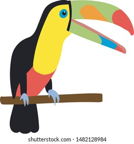 Exotic toucan bird on a white background.