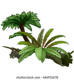 Exotic trees and fern are isolated on white background. Wildlife of the tropical jungle. Vector illustration.