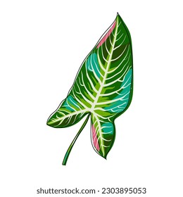 Exotic tropical alocasia leaf. Botanical illustration isolated on white background. Multicolored leaf. Hand drawn sketch. Cartoon. Vector.