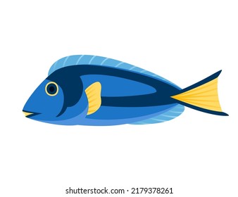 Exotic tropical aquarium fish blue tang vector illustration isolated on white background cartoon animal design