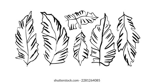 El plátano tropical exótico deja aislado en un fondo blanco. Follaje botánico de mano. Elementos botánicos simples de vectores monocromáticos. Pincel de trazos y líneas dibujadas. Conjunto de hojas tropicales.