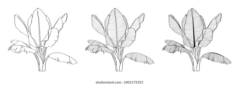 Exotic tropical banana leaves. Palm beach tree jungle botanical leaves. Black and white engraved ink art. Leaf plant botanical garden floral foliage.