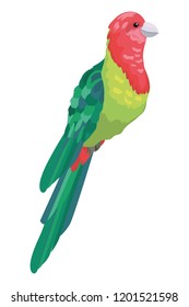 Exotic and tropical bird