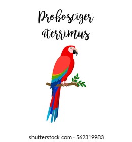 Exotic tropical bird isolated on white background. Probosciger aterrimus bird vector element with hand drawn inscription