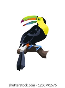 Exotic tropical bird vector illustration isolated on white background. Colorful toucan set.