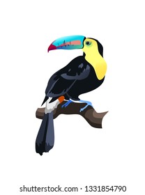Exotic tropical bird vector illustration isolated on white background. Colorful toucan set.