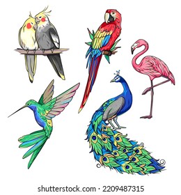 Exotic tropical birds, corella, colibri, hummingbird, flamingo, peacock and ara, macaw parrot