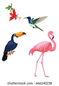  Exotic tropical birds - flamingo, toucan, hummingbird.
