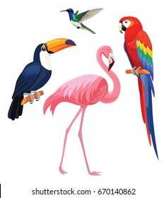  Exotic tropical birds - flamingo, toucan, hummingbird, parrot. Vector illustration.