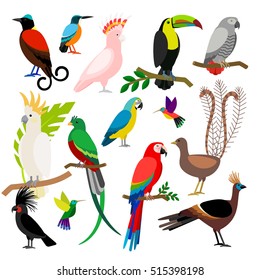 Exotic tropical birds isolated on white background. Bird art vector elements