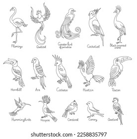 Exotic tropical birds set. With the title. Editable outline stroke. Vector line illustration.