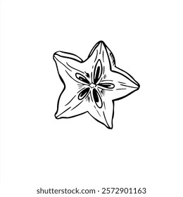 Exotic tropical carambola fruit slice in star shape vector illustration painted by black inks. Monochrome sweet apple starfruit plant engraving drawing for menu, dessert decor, package design.