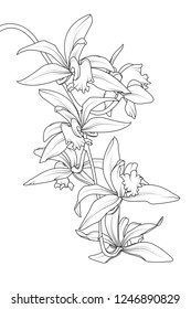 Exotic tropical cattleya orchid flower plant. Botanical realistic detailed black white line drawing sketch. Beautiful floral isolated vector design element. Epiphytic terrestrial orchid rhizome.