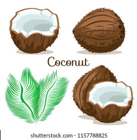 Exotic tropical depicting whole, half, fresh, juicy brown coconut set. Flat cartoon vector illustration on white background. Pieces of coconut with green leaves. Peeled coconut nut in shell. Poster