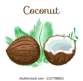 Exotic tropical depicting whole, half, fresh, juicy brown coconut. Flat cartoon vector illustration on white background. Pieces of coconut with green leaves. Peeled coconut nut in shell. Poster,logo